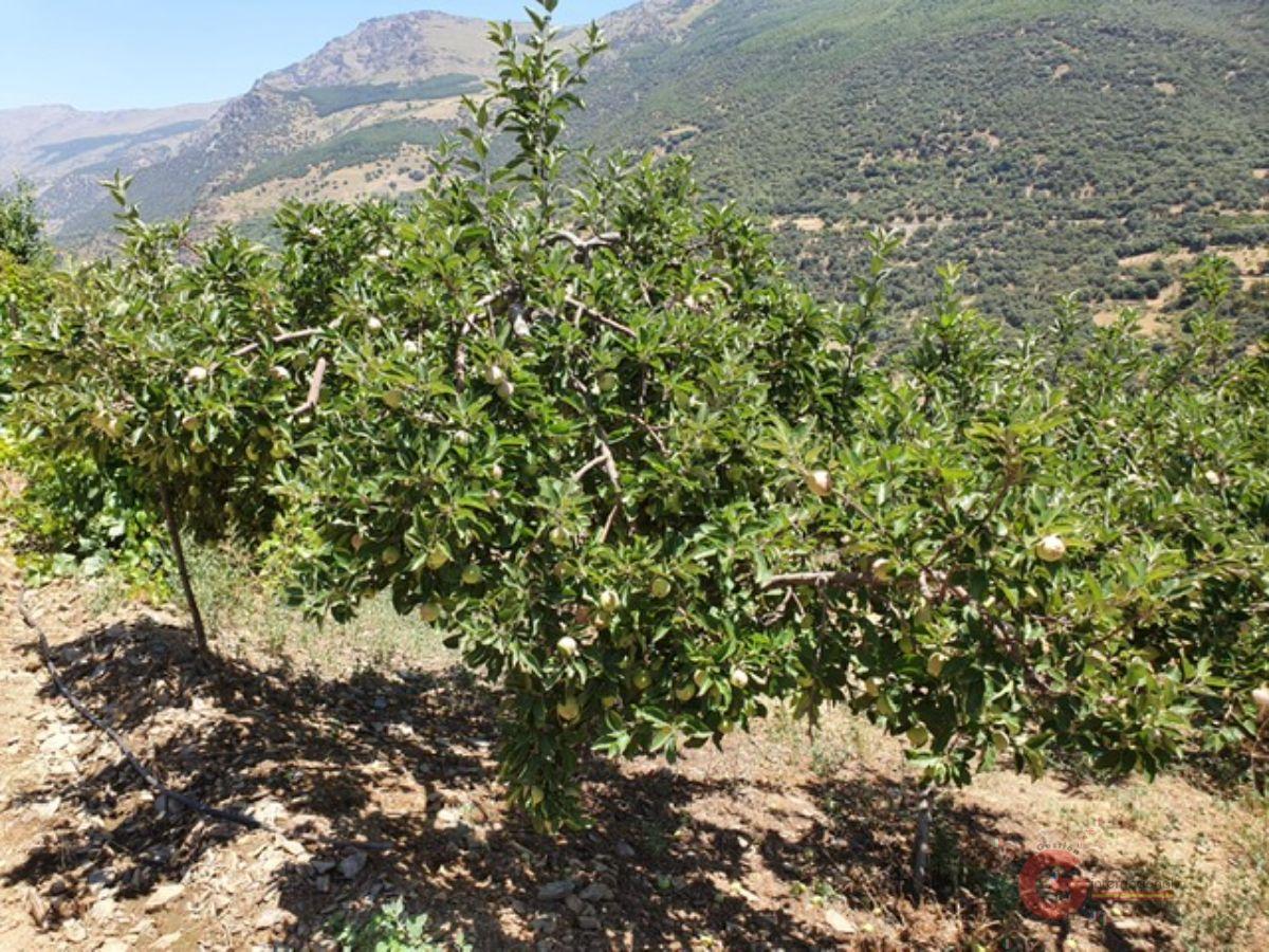 For sale of rural property in Busquístar