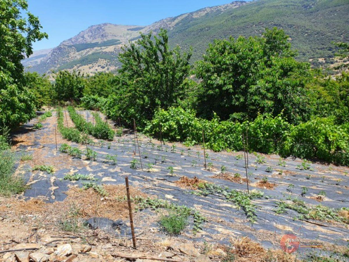 Vente de propriété rurale dans Busquístar
