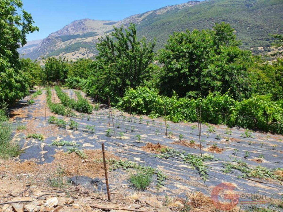 Venta de finca rústica en Busquístar Venta de finca rústica en Busquístar