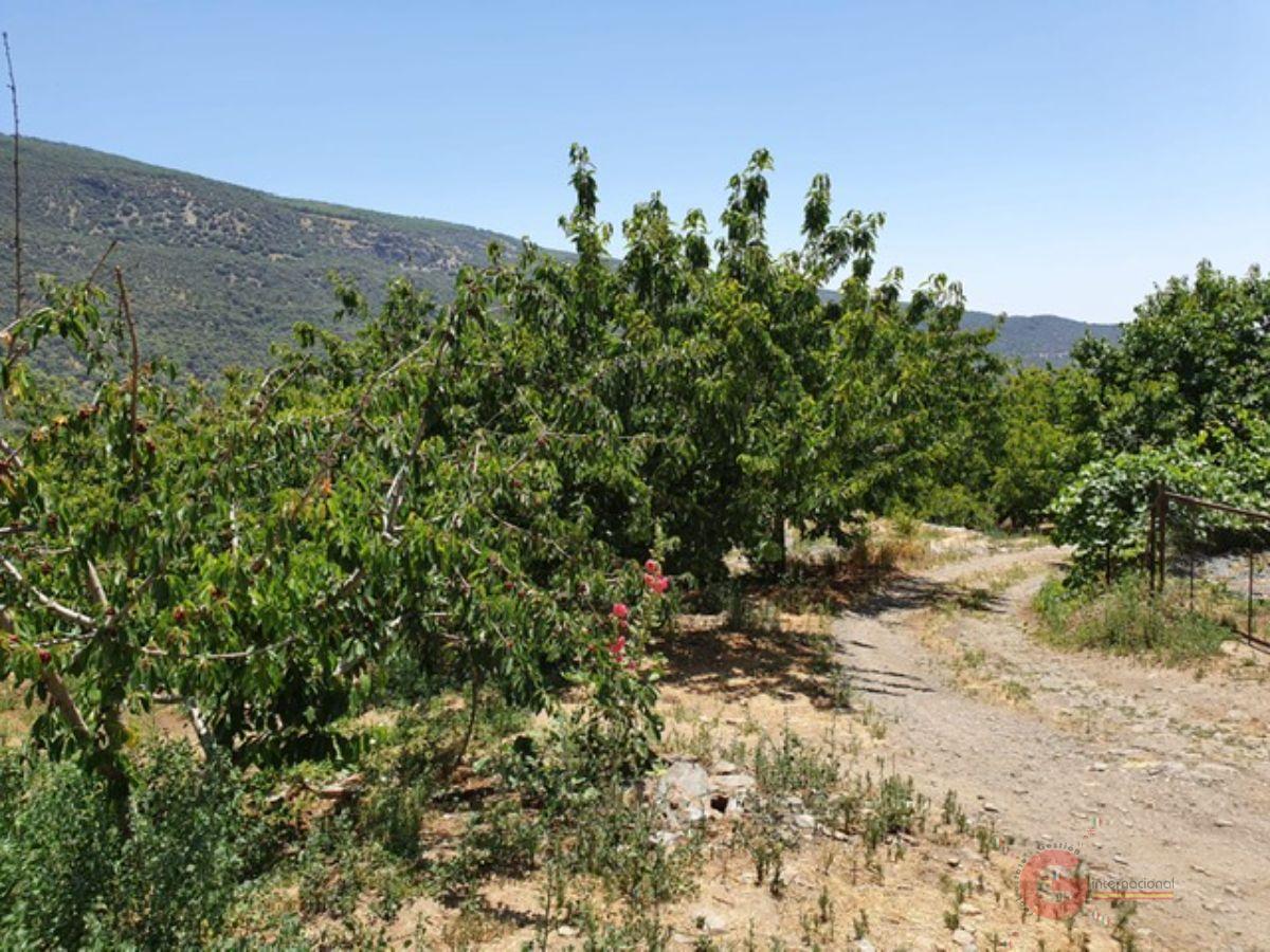 Vente de propriété rurale dans Busquístar