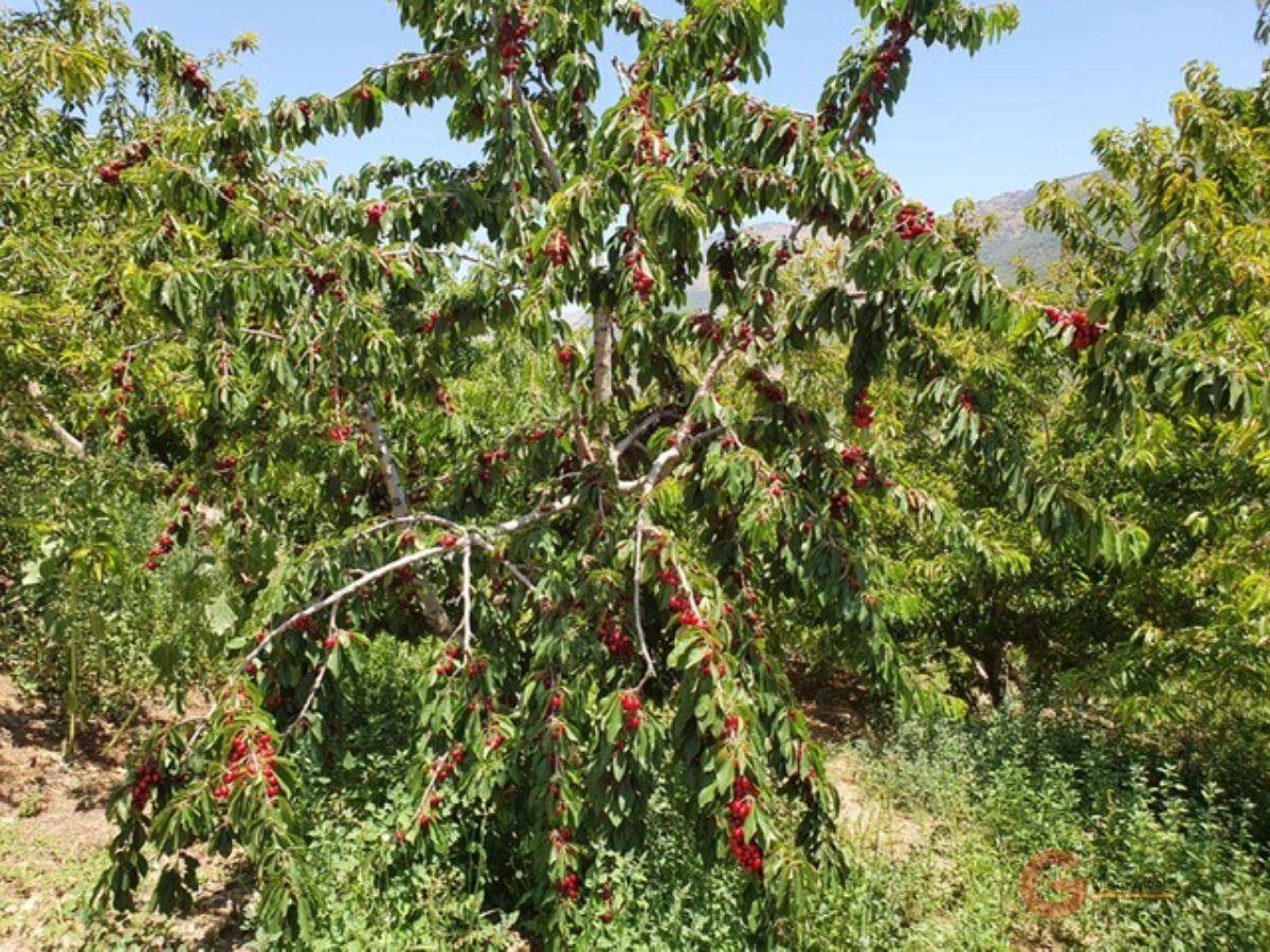 Vente de propriété rurale dans Busquístar