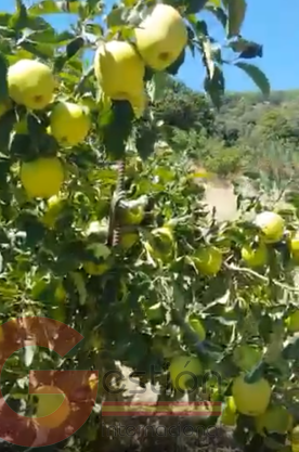 Venta de finca rústica en Busquístar