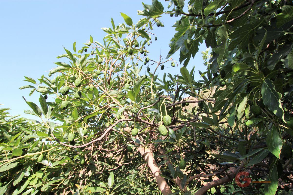 For sale of rural property in Vélez de Benaudalla