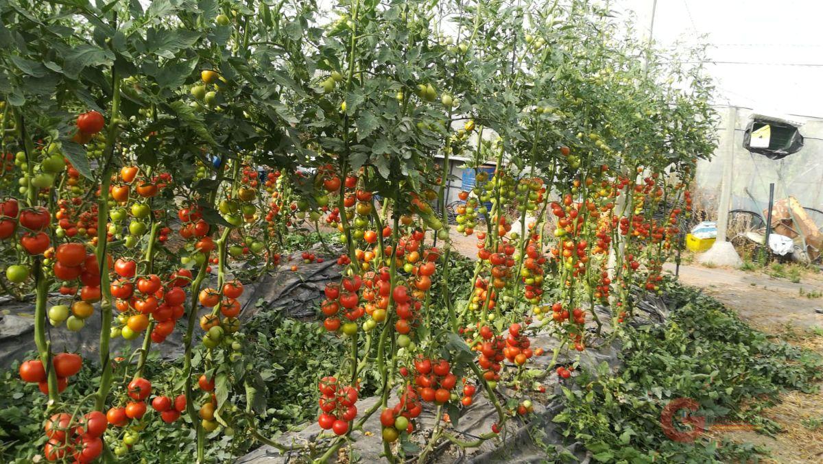 Vente de propriété rurale dans Órgiva