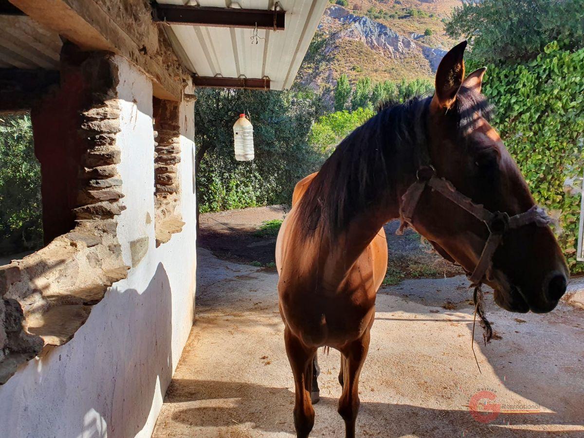 Venta de finca rústica en Torvizcón