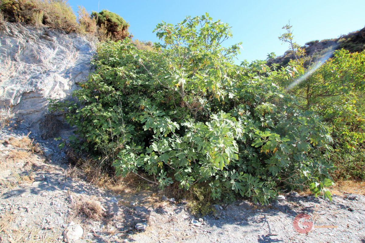 For sale of rural property in Vélez de Benaudalla