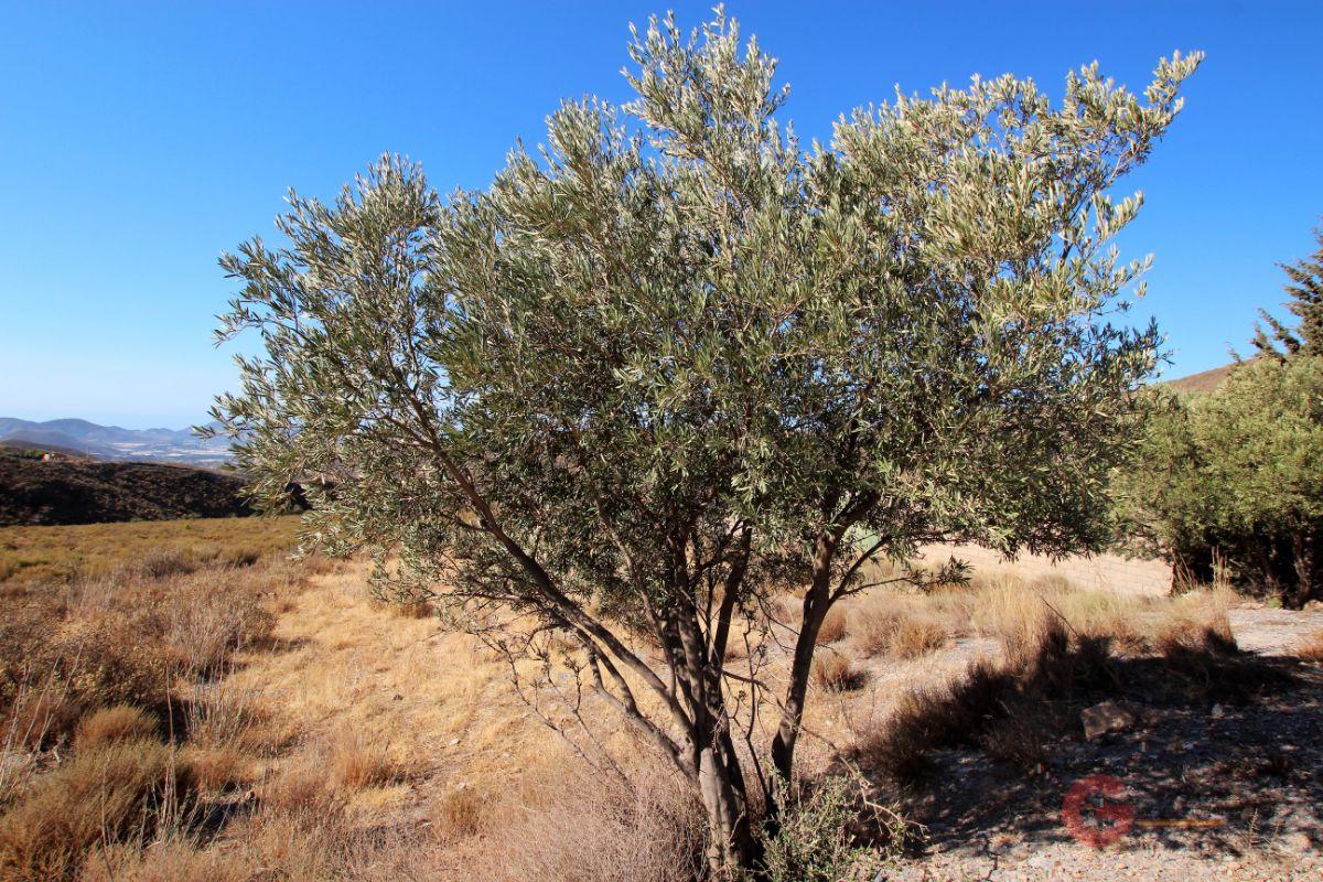 For sale of rural property in Vélez de Benaudalla