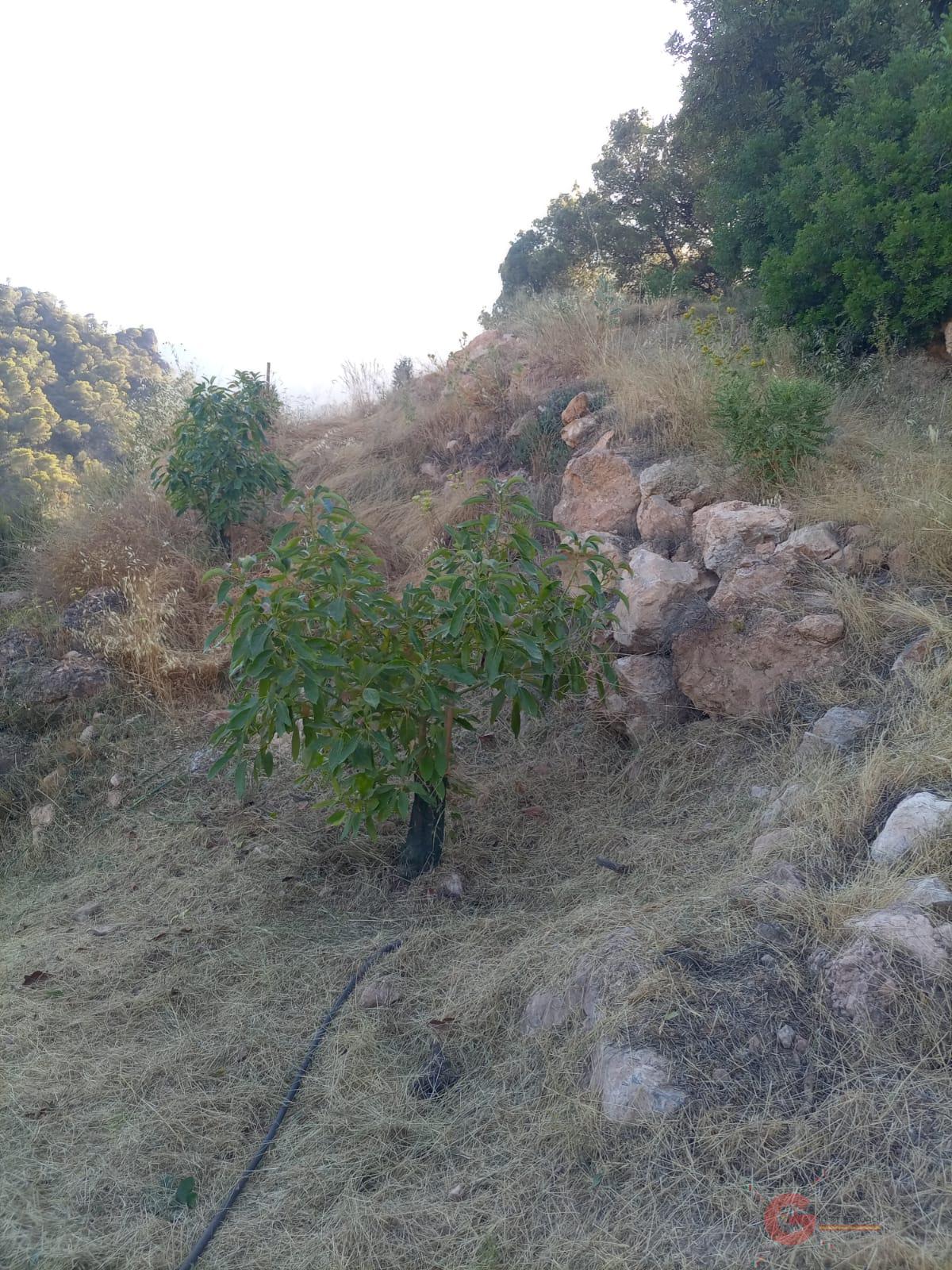 For sale of land in Guájar Alto