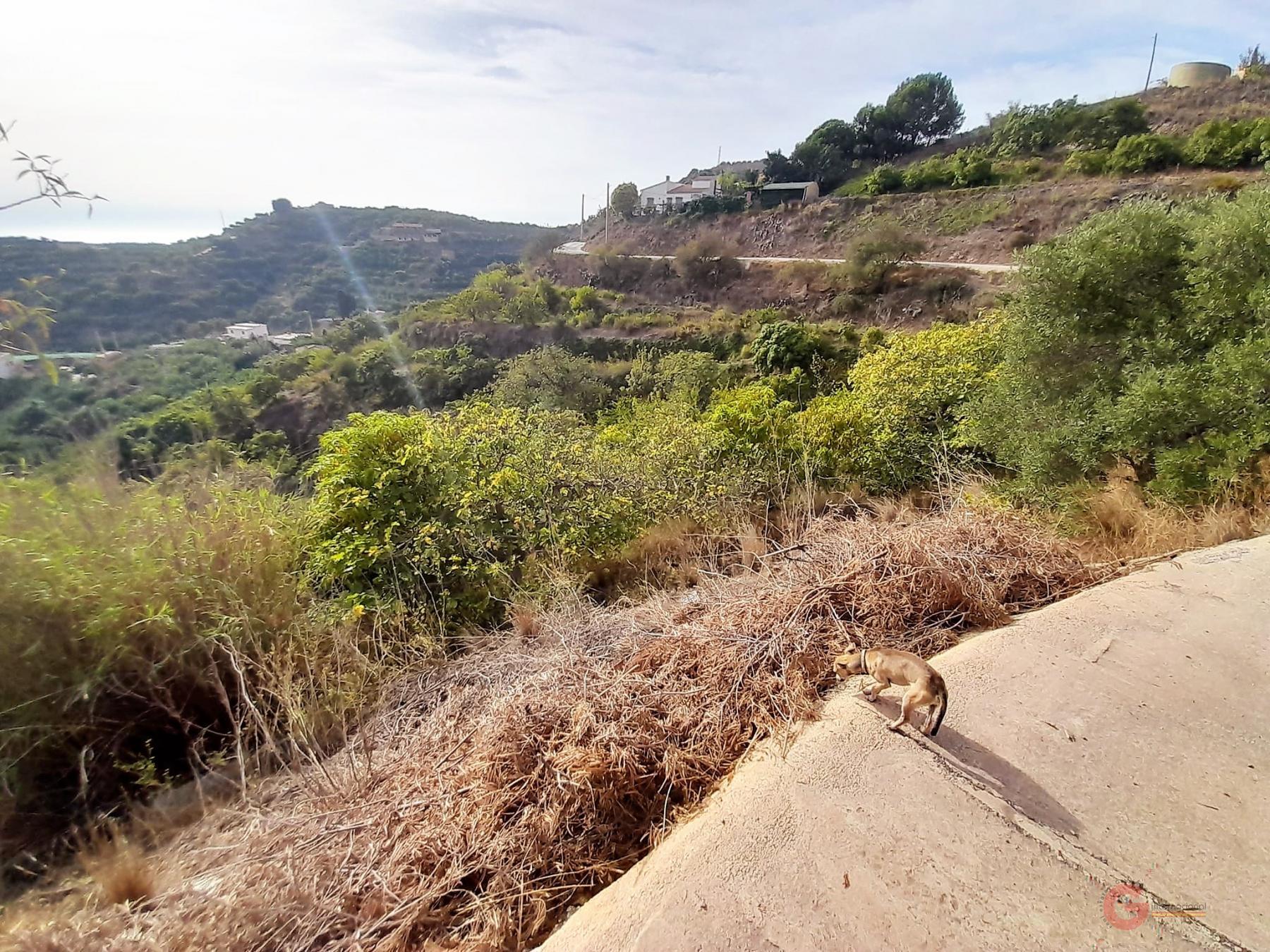 For sale of rural property in Motril