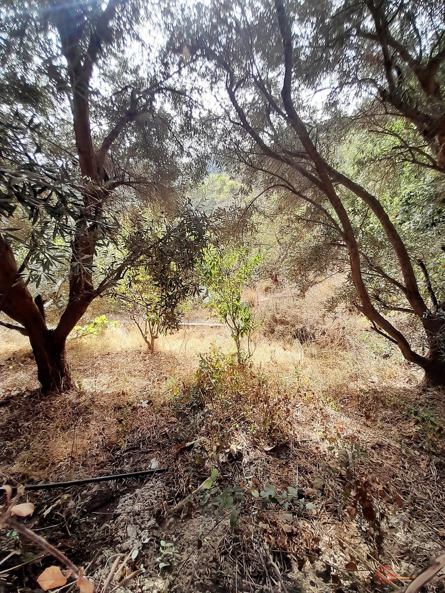For sale of rural property in Motril