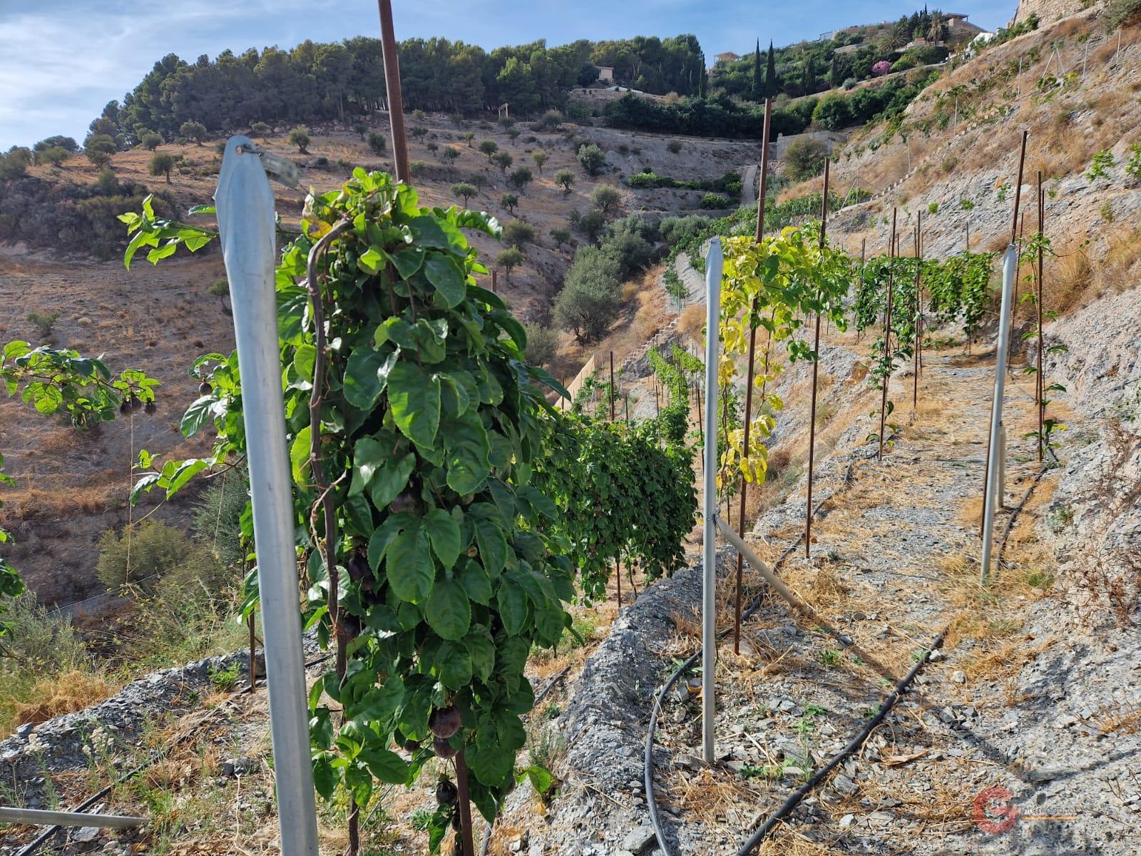 Vente de terrain dans Molvízar