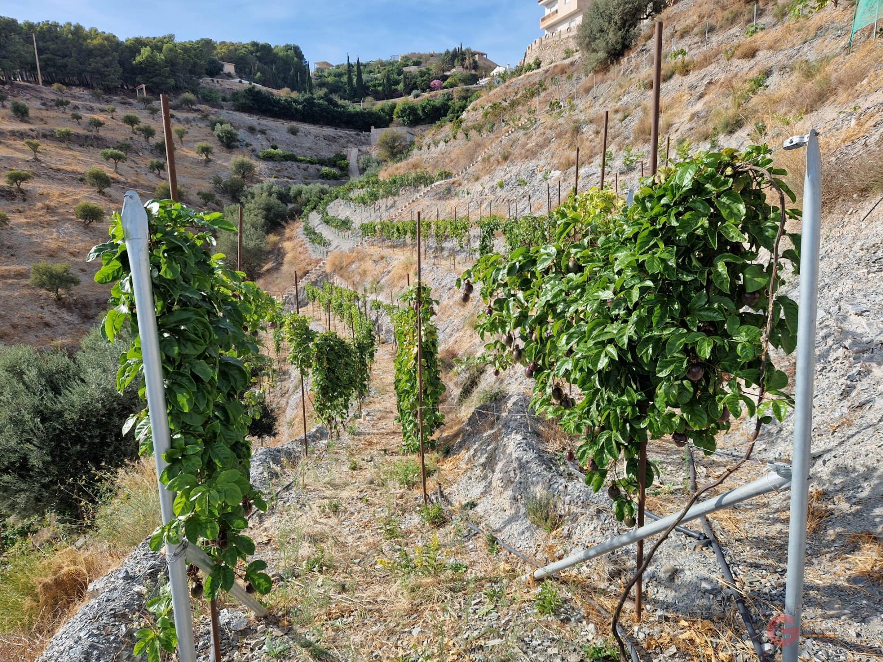 Vente de terrain dans Molvízar