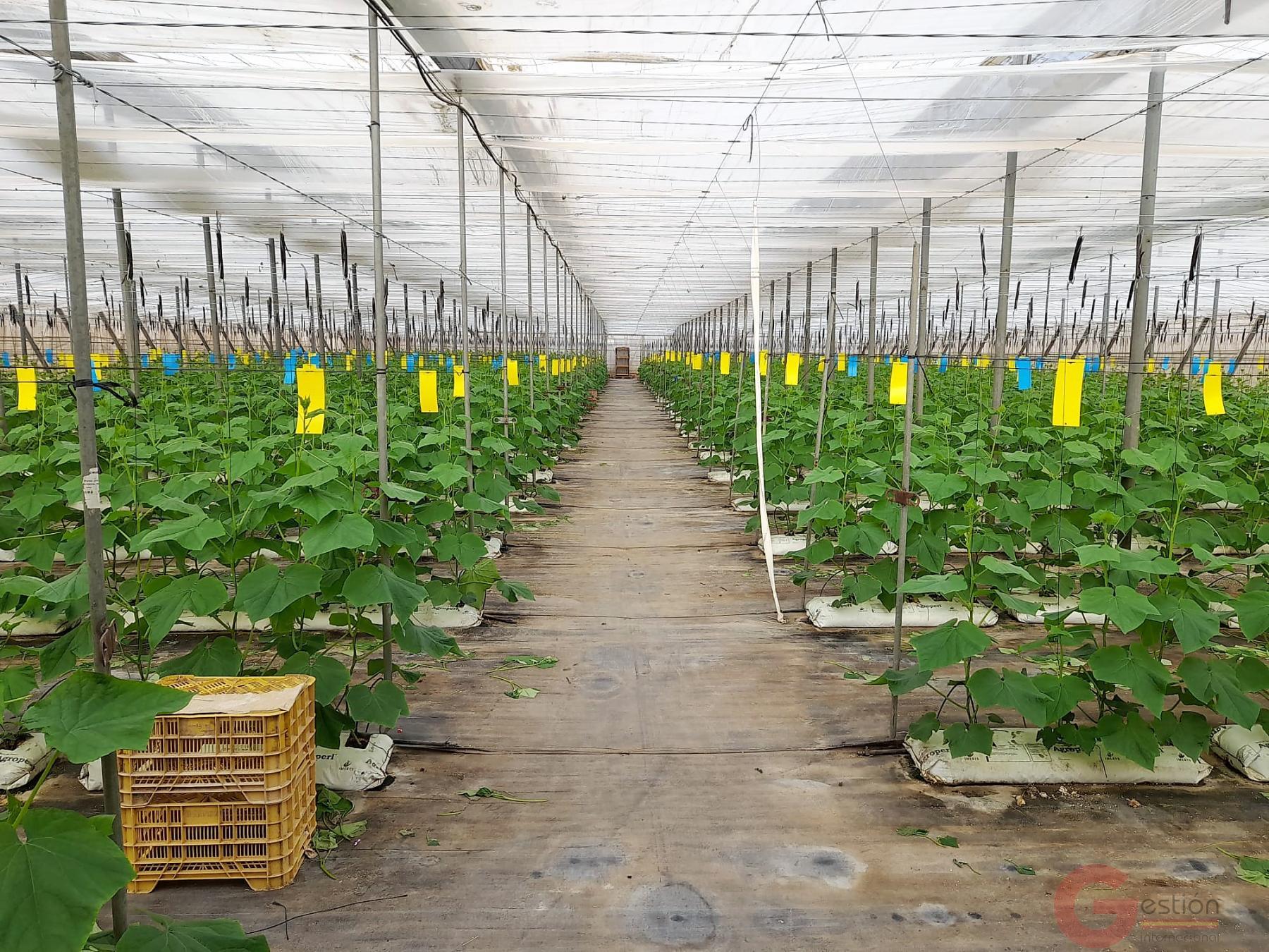 Venta de terreno en Carchuna Venta de terreno en Carchuna