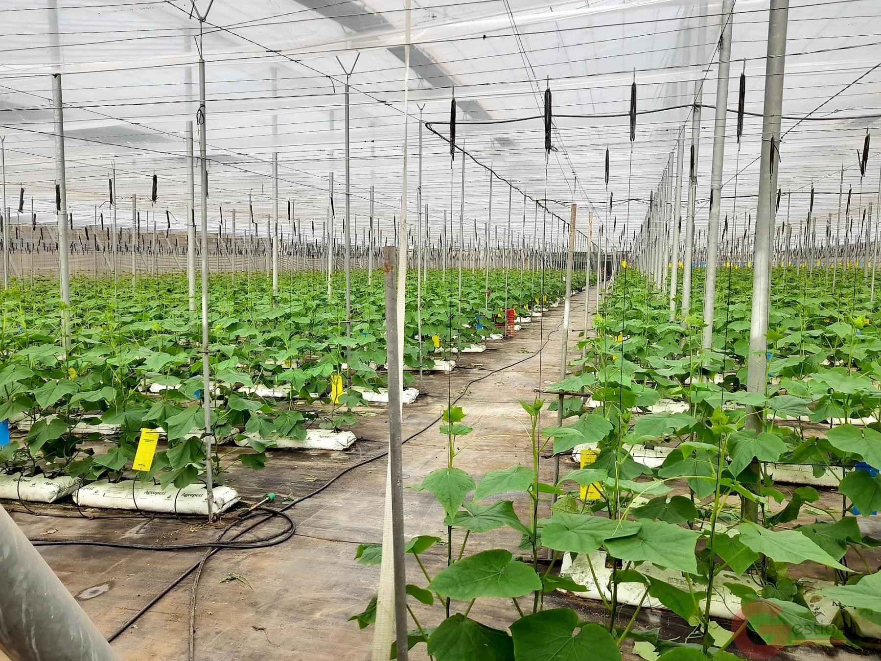 Venta de terreno en Carchuna Venta de terreno en Carchuna