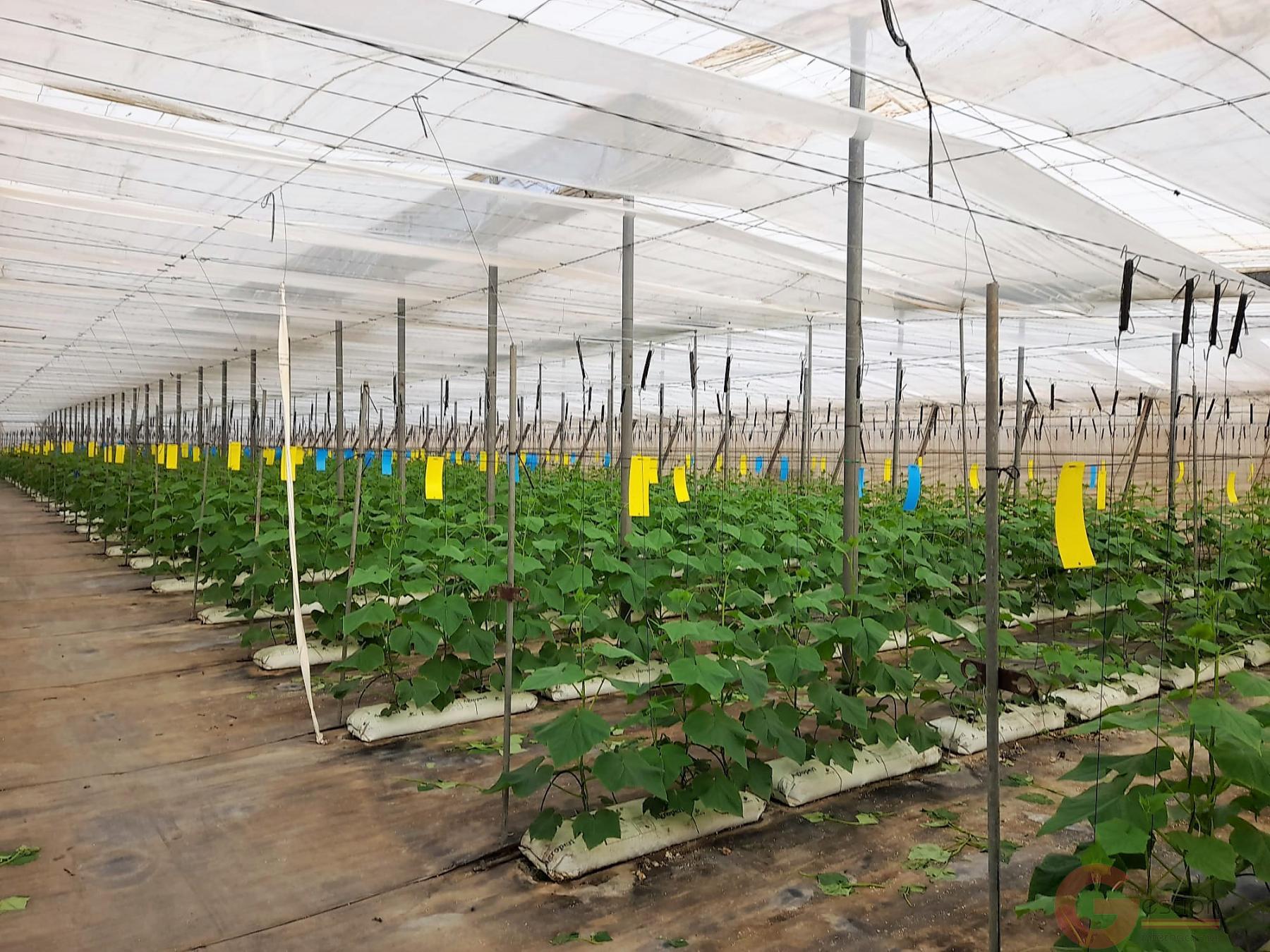 Venta de terreno en Carchuna Venta de terreno en Carchuna