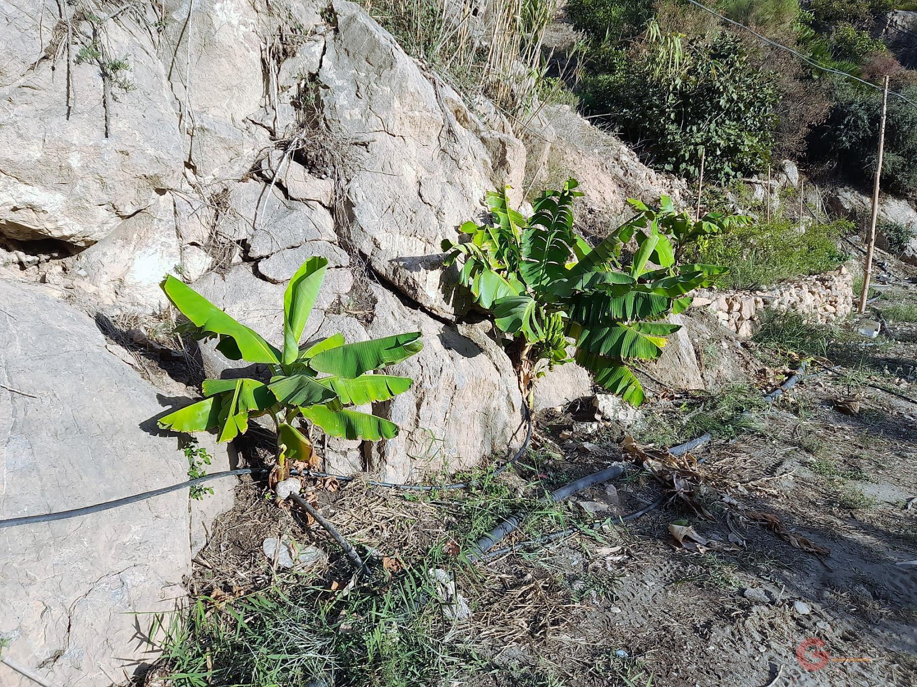 Vendita di terreno in Vélez de Benaudalla