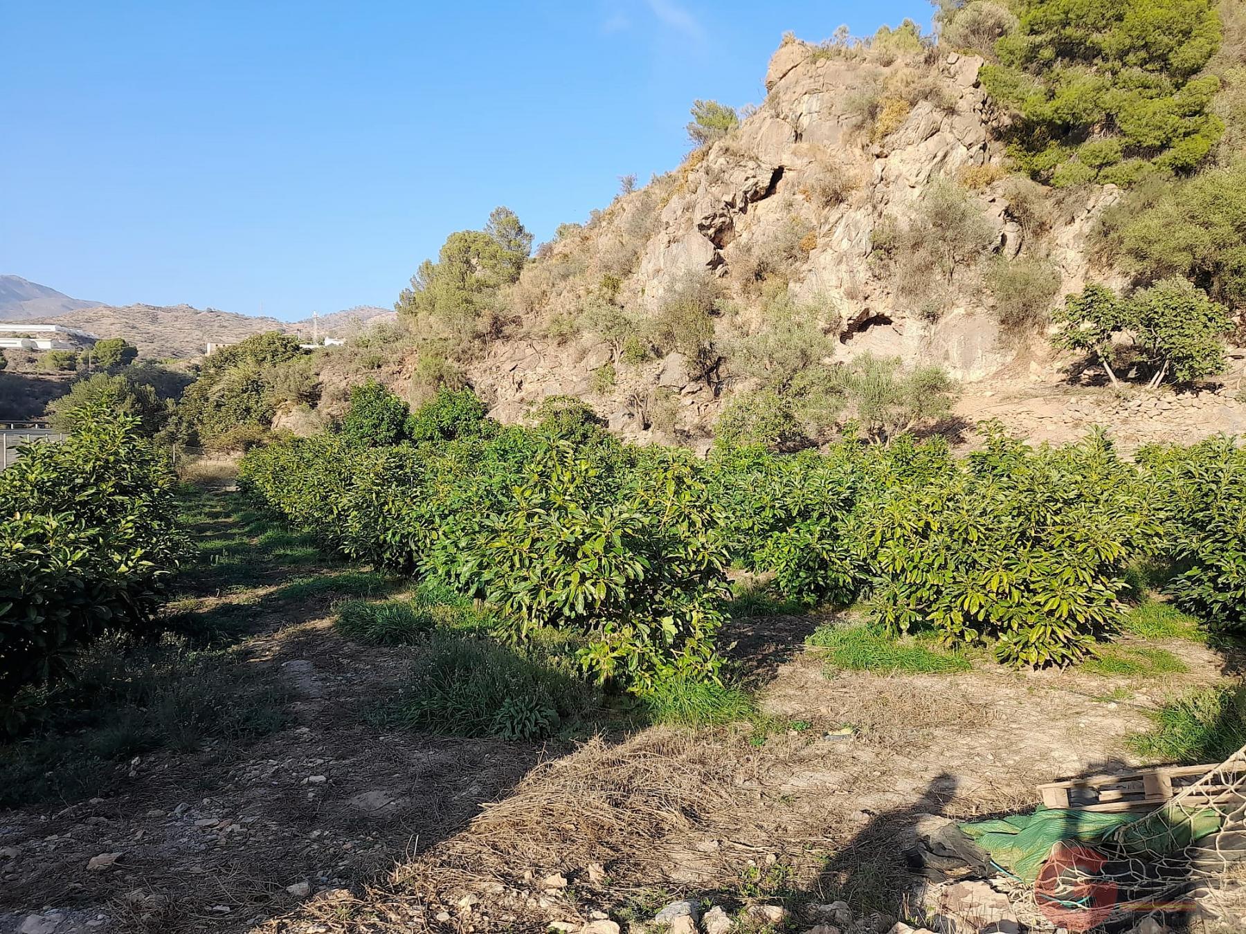 Venta de terreno en Vélez de Benaudalla Venta de terreno en Vélez de Benaudalla