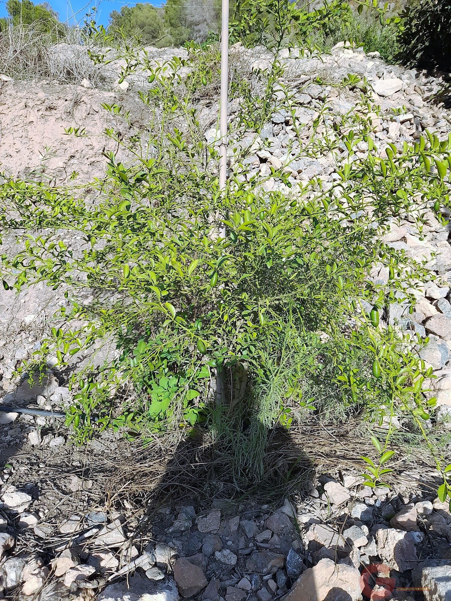 Venta de terreno en Vélez de Benaudalla Venta de terreno en Vélez de Benaudalla