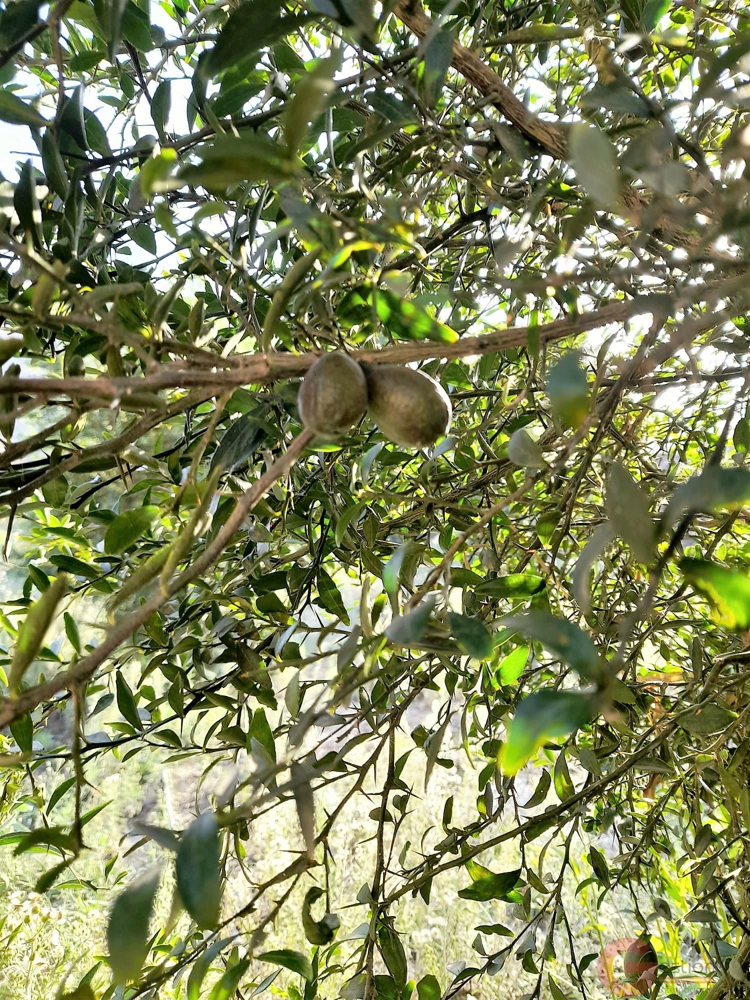 Venta de terreno en Vélez de Benaudalla Venta de terreno en Vélez de Benaudalla