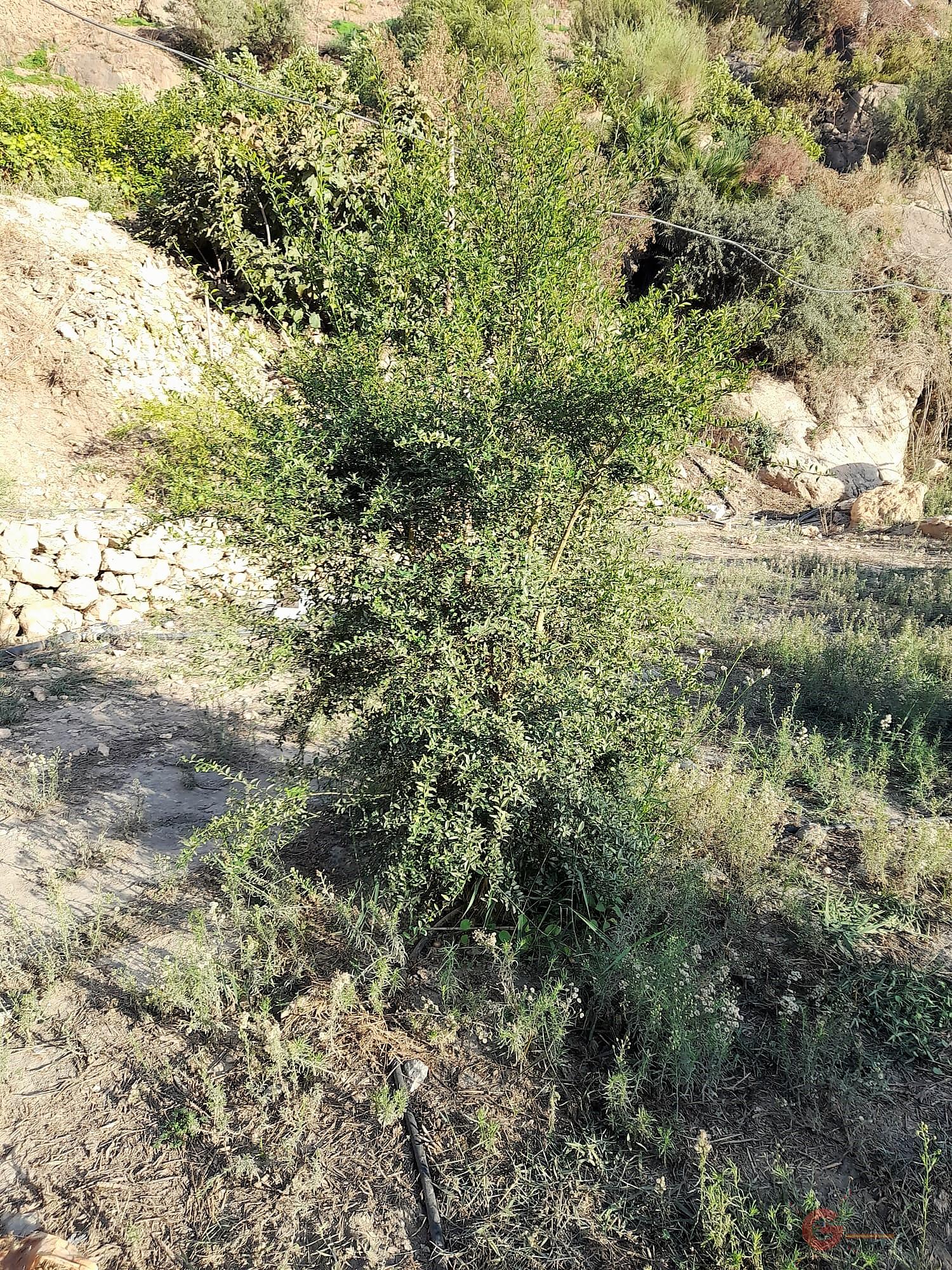 Vendita di terreno in Vélez de Benaudalla