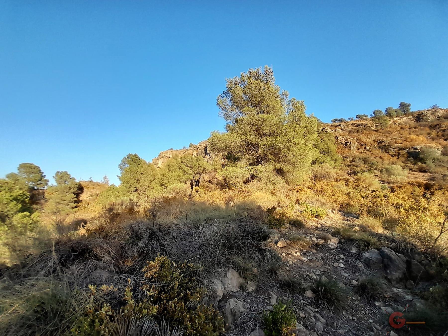 Vendita di terreno in Vélez de Benaudalla