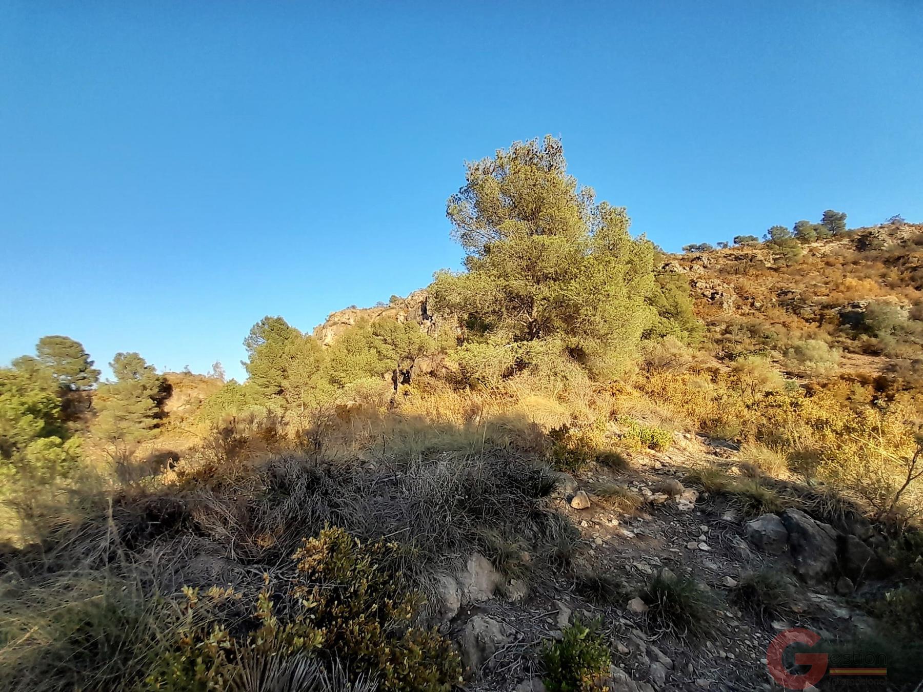 Venta de terreno en Vélez de Benaudalla Venta de terreno en Vélez de Benaudalla