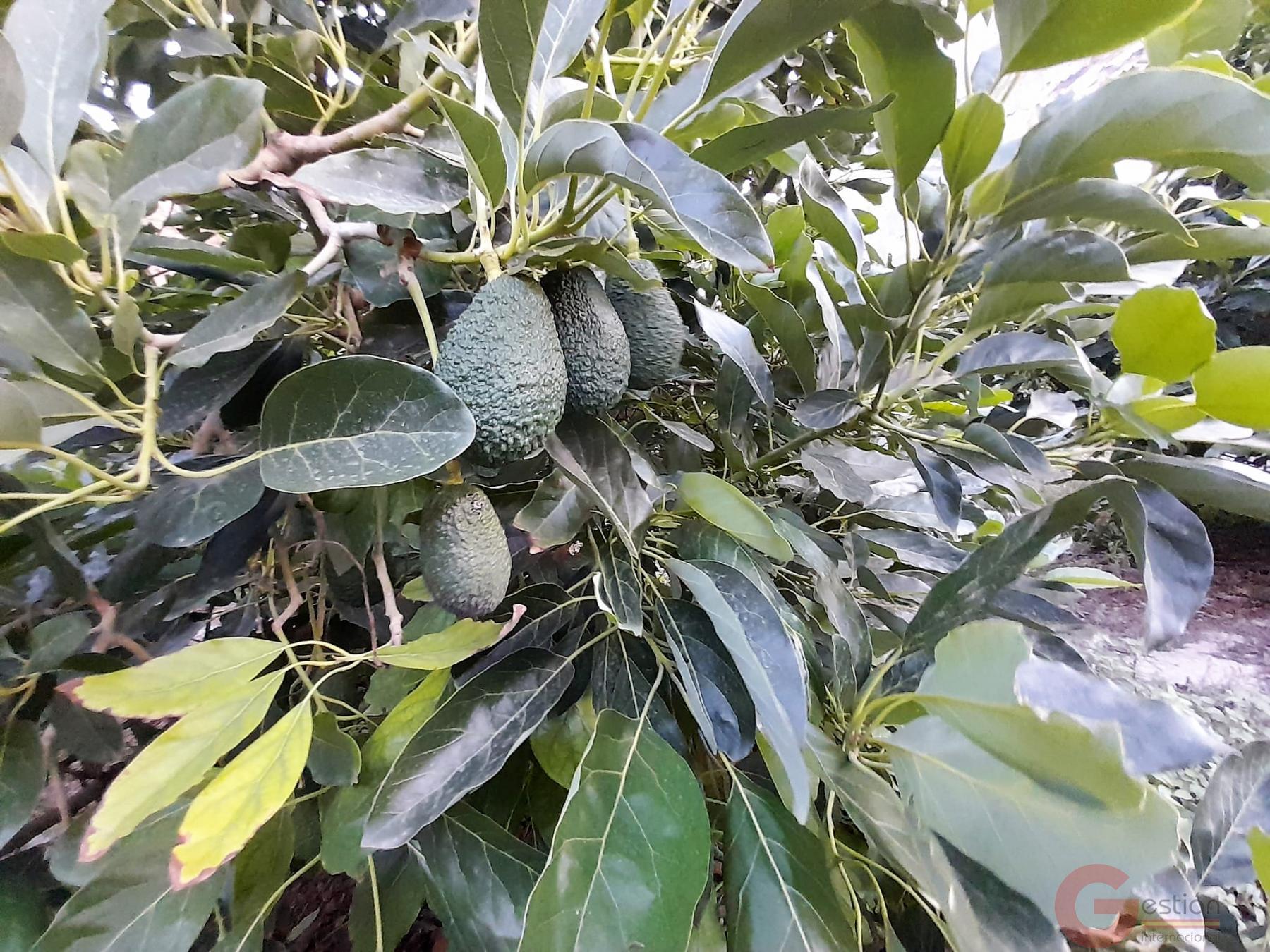 Venta de terreno en Vélez de Benaudalla Venta de terreno en Vélez de Benaudalla