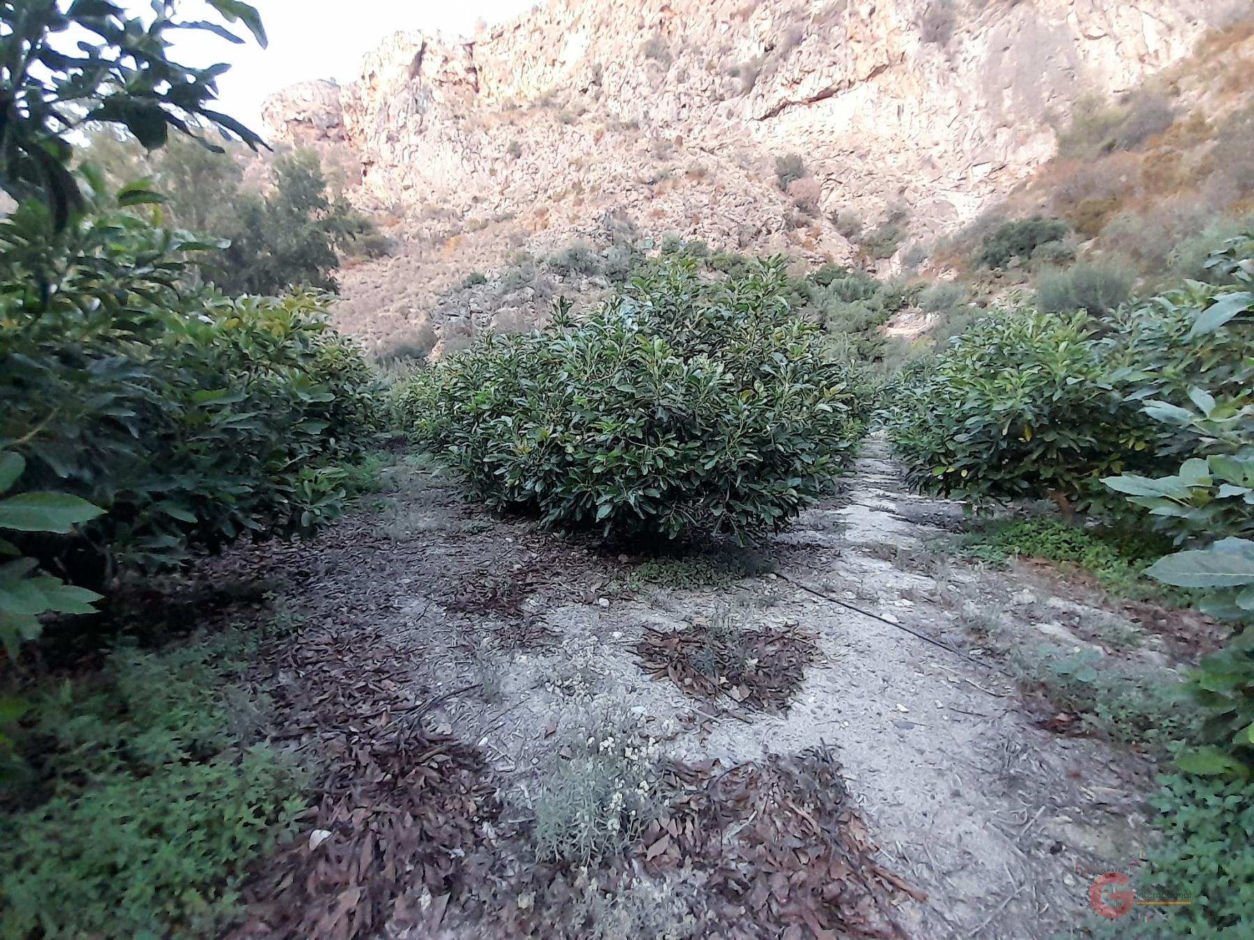 Vendita di terreno in Vélez de Benaudalla
