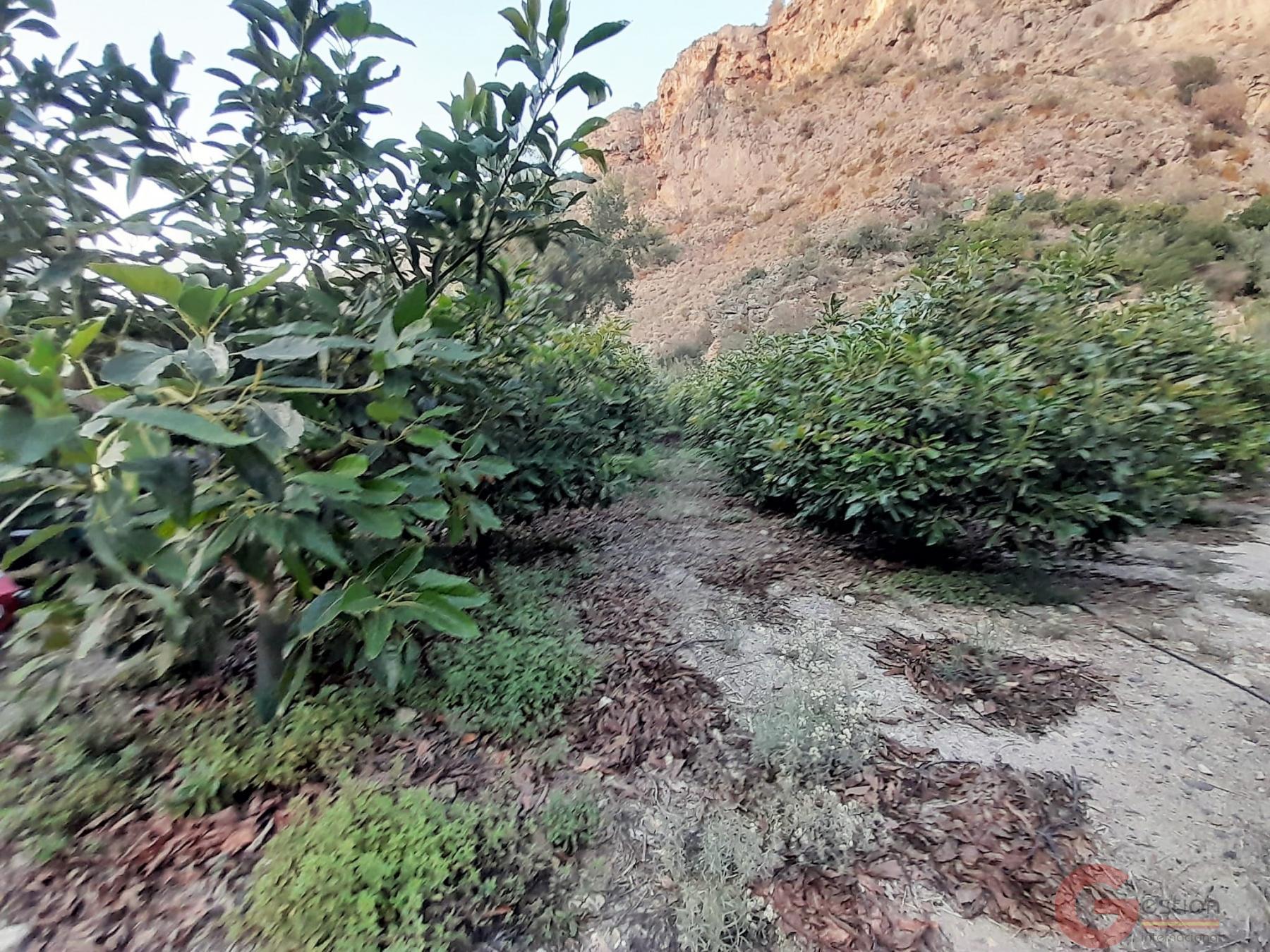 Venta de terreno en Vélez de Benaudalla Venta de terreno en Vélez de Benaudalla