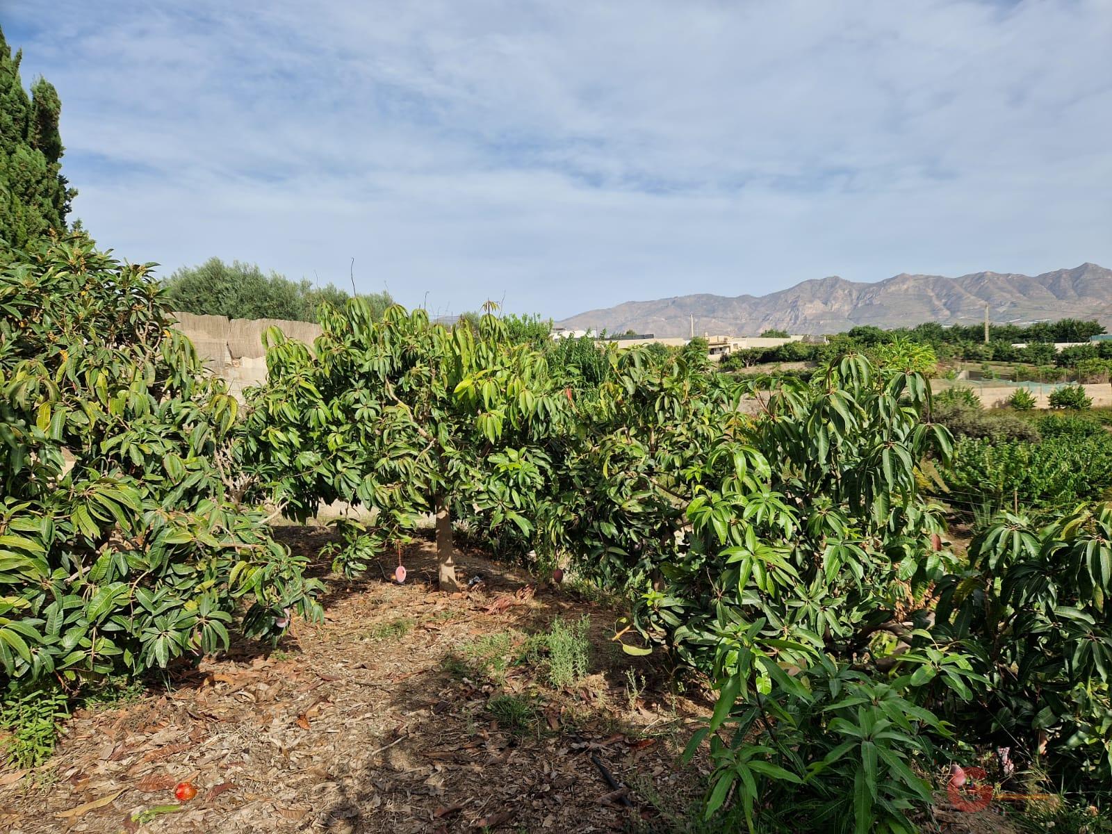 For sale of land in Salobreña