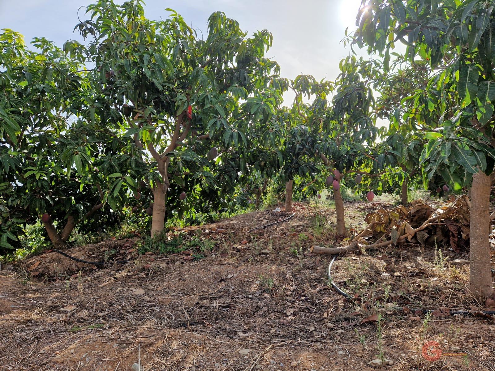 For sale of land in Salobreña