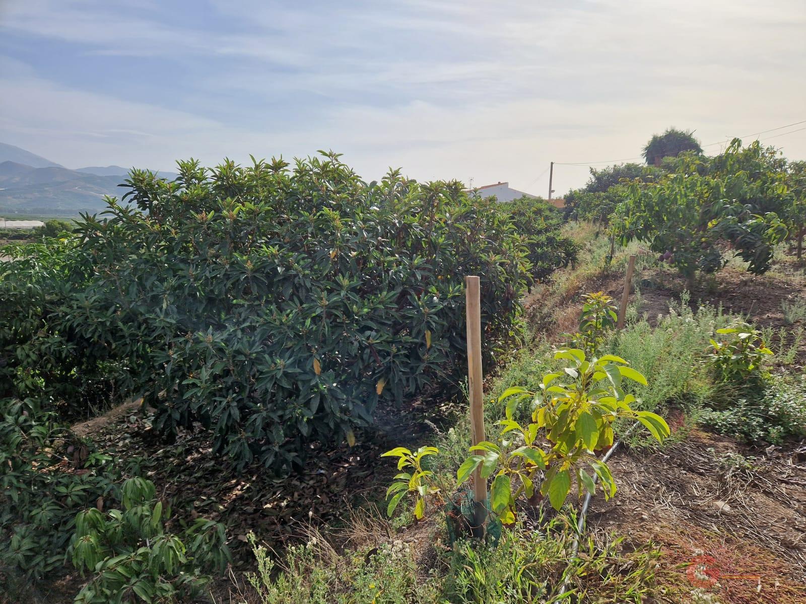 For sale of land in Salobreña