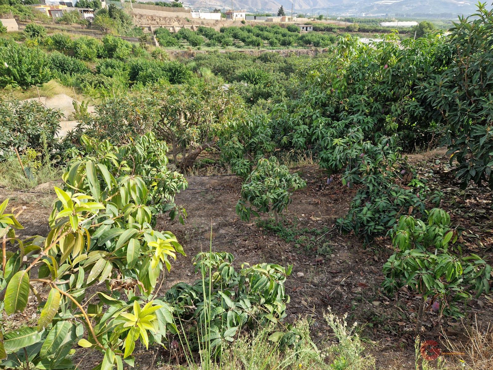 For sale of land in Salobreña