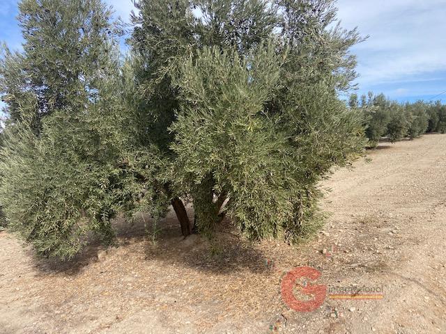 For sale of rural property in Benamaurel