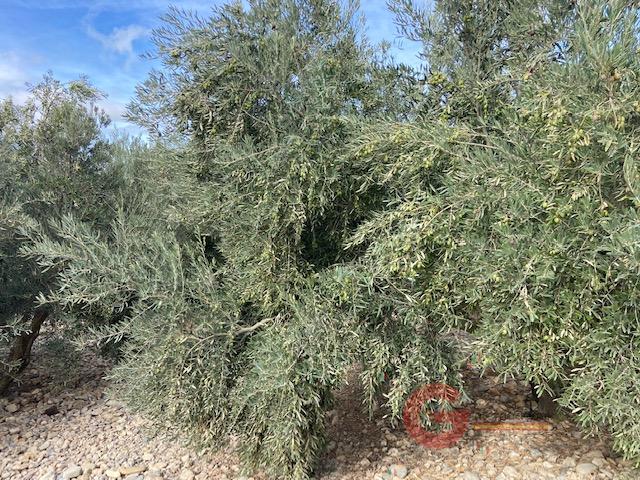 For sale of rural property in Benamaurel