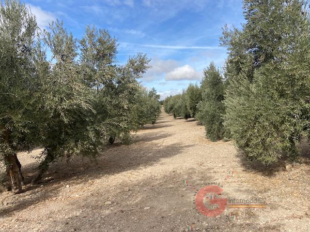 For sale of rural property in Benamaurel