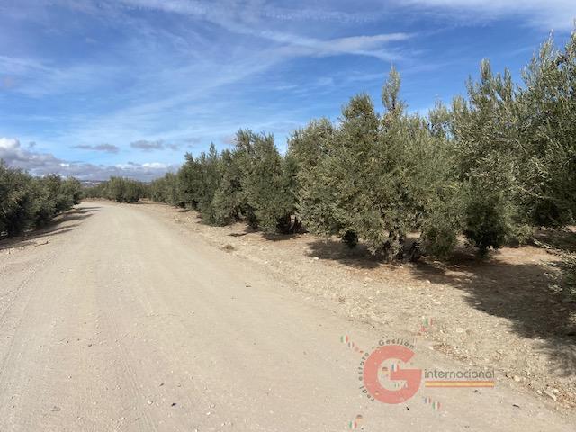 For sale of rural property in Benamaurel