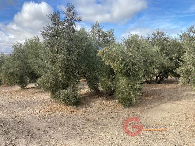 For sale of rural property in Benamaurel