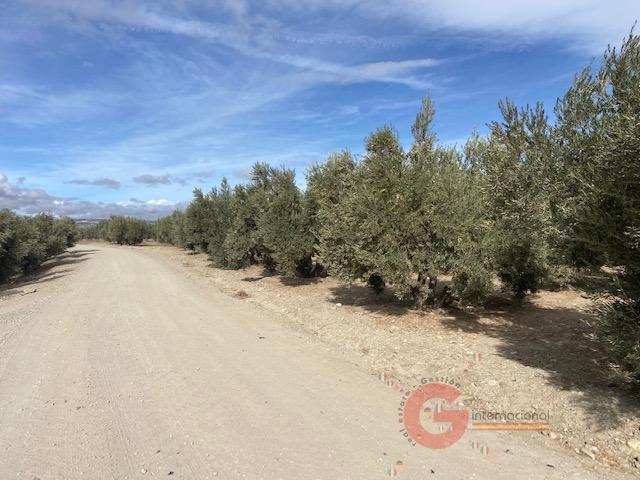 For sale of rural property in Benamaurel