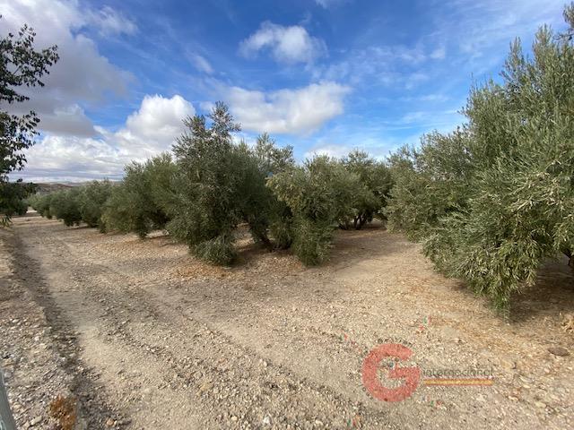 For sale of rural property in Benamaurel
