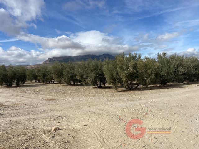 For sale of rural property in Benamaurel