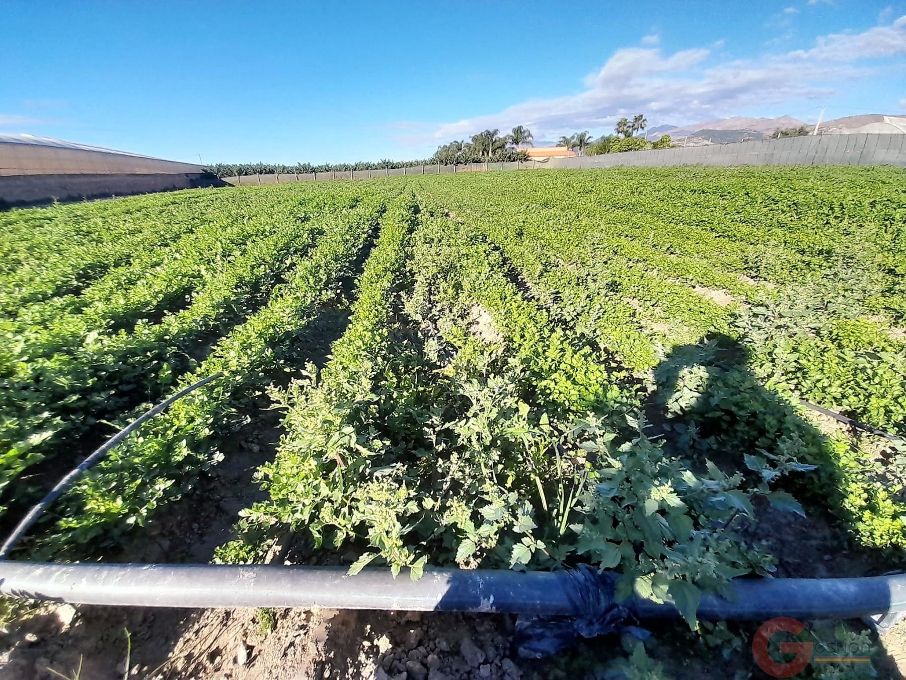 Venta de terreno en Motril Venta de terreno en Motril