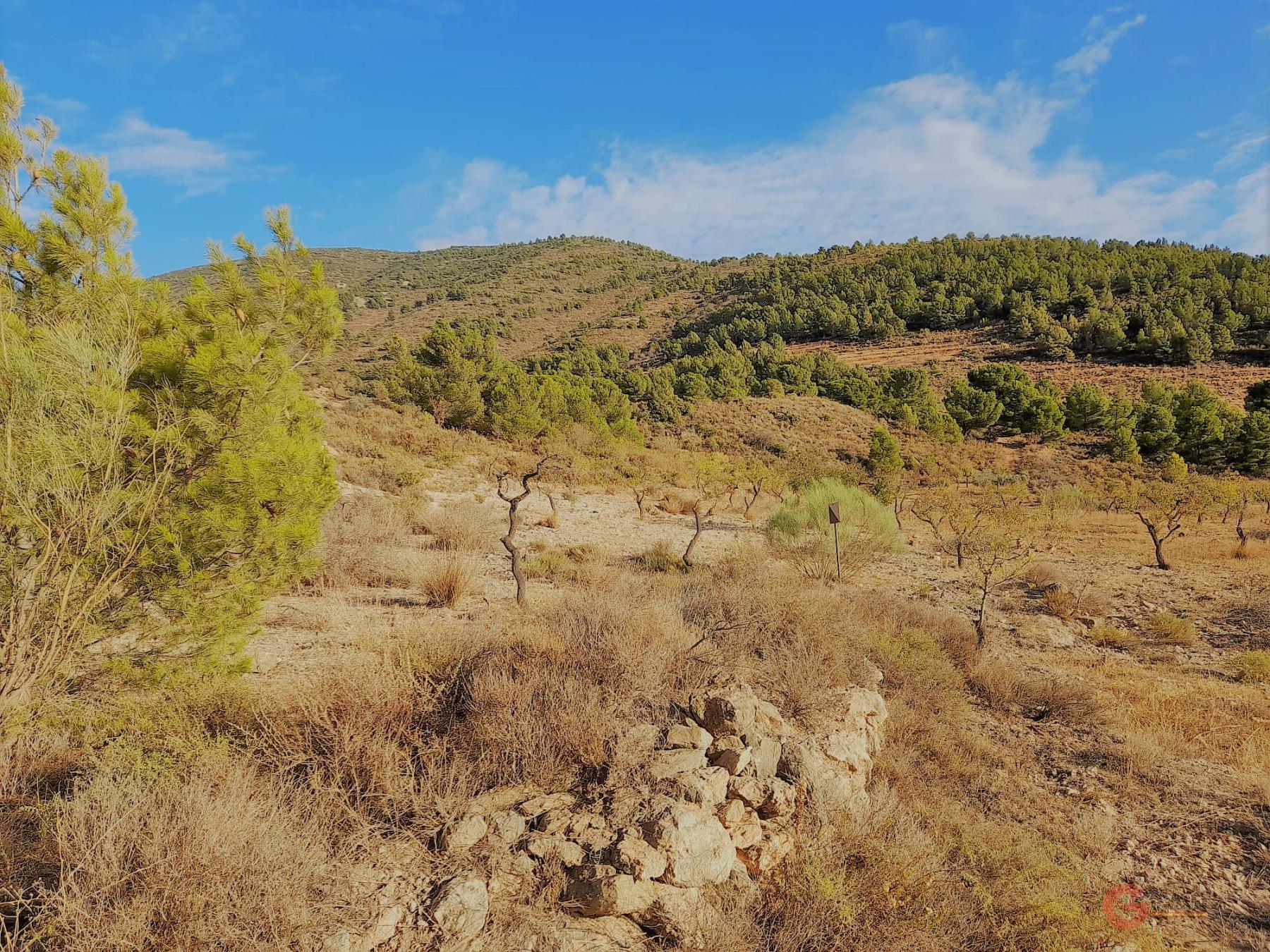 Vente de terrain dans Vélez de Benaudalla