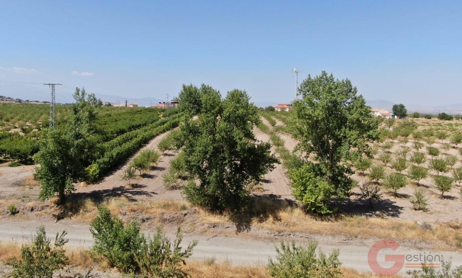 Venta de finca rústica en Gor Venta de finca rústica en Gor