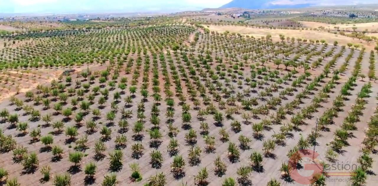 Venta de finca rústica en Gor Venta de finca rústica en Gor