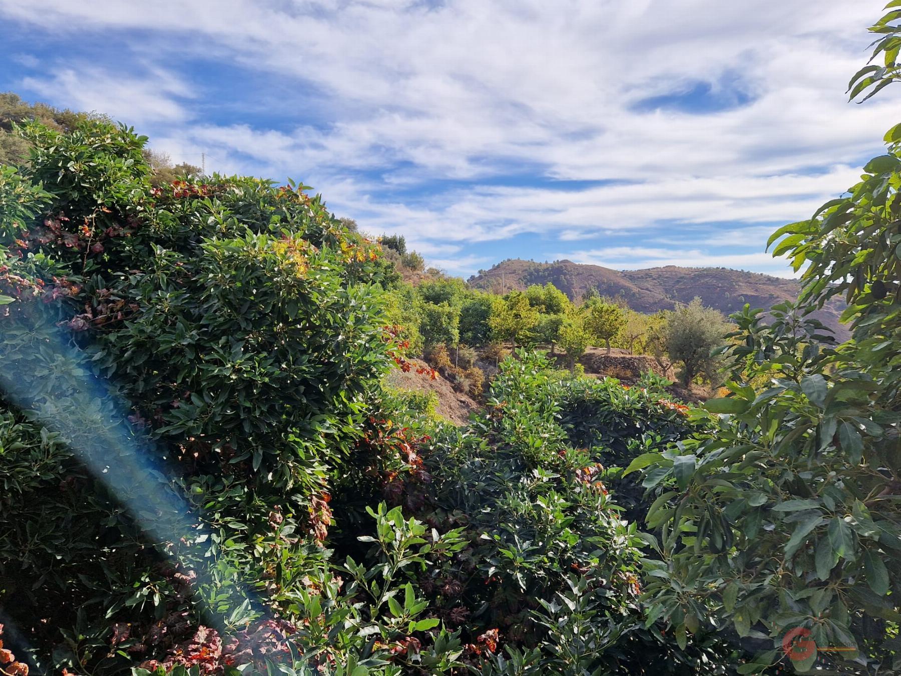 Venta de finca rústica en Guájar Faragüit Venta de finca rústica en Guájar Faragüit