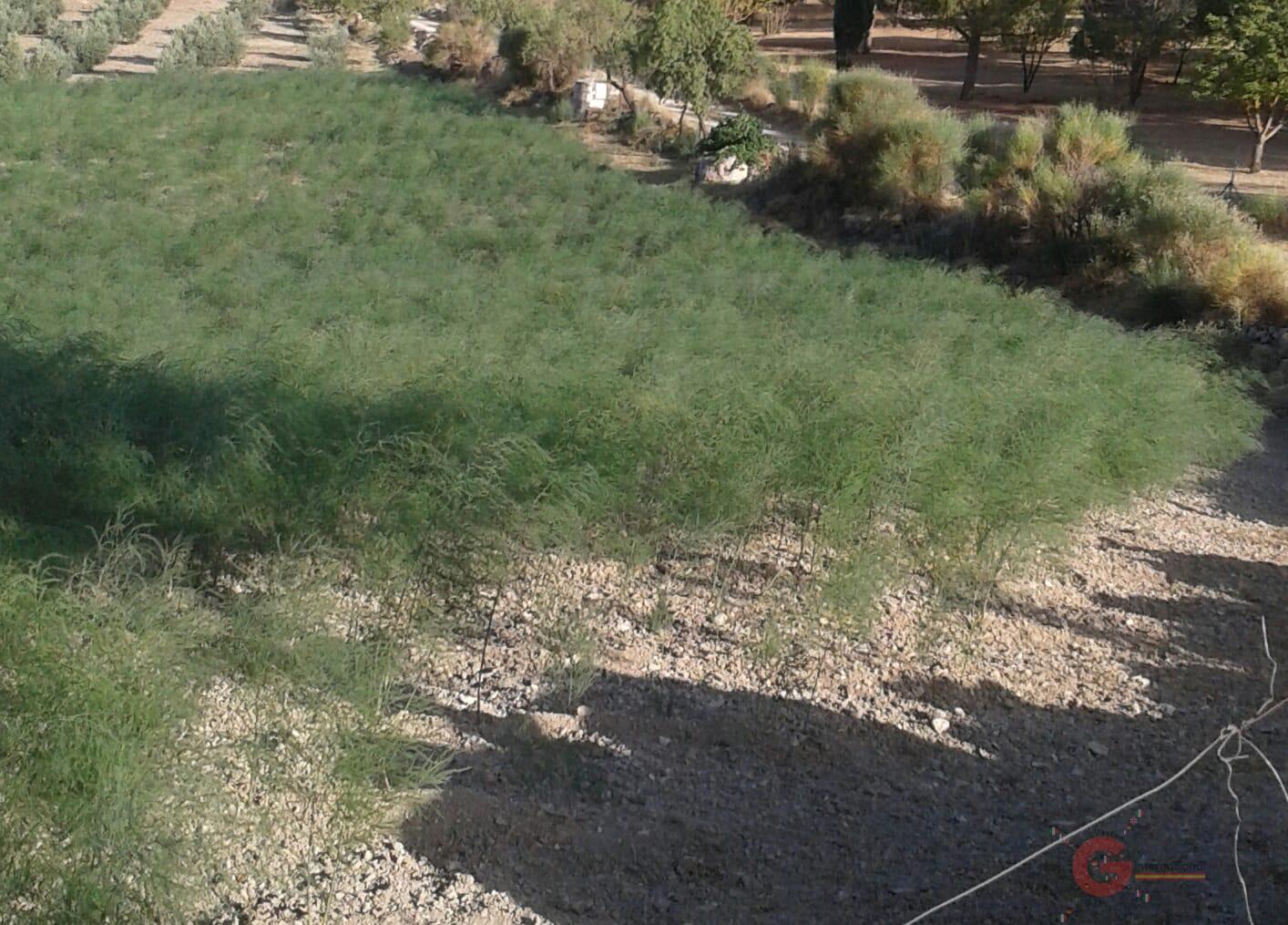 For sale of rural property in Illora