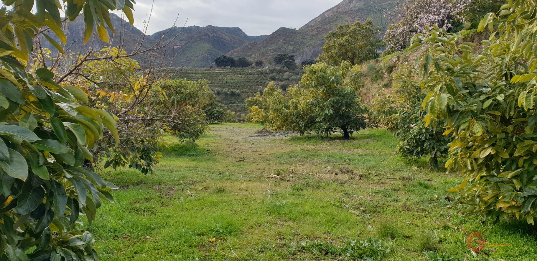 Vendita di terreno in Guájar Alto