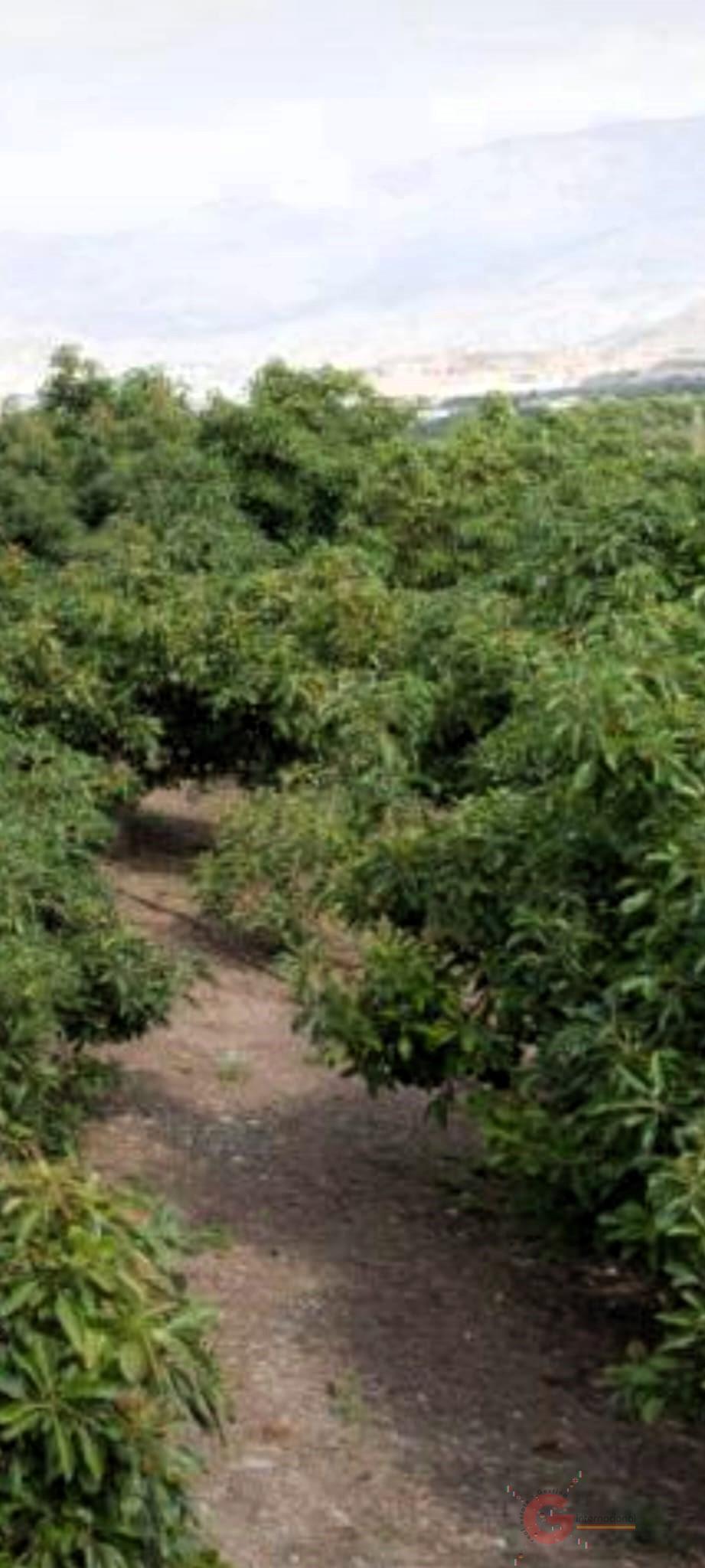 Venta de finca rústica en Motril