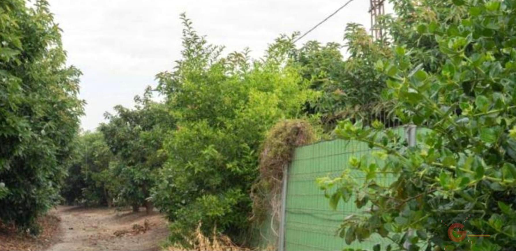 Venta de finca rústica en Motril